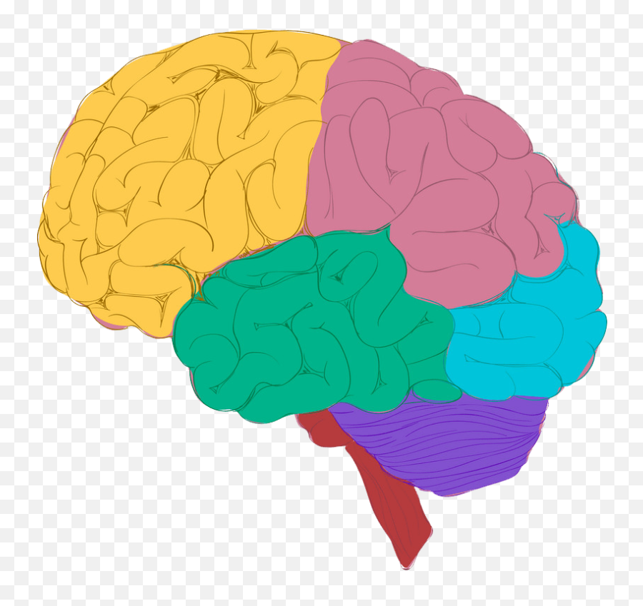 Colorful Sketch Brain Clipart - Colorful Brain Drawing Emoji,Brain Clipart Png