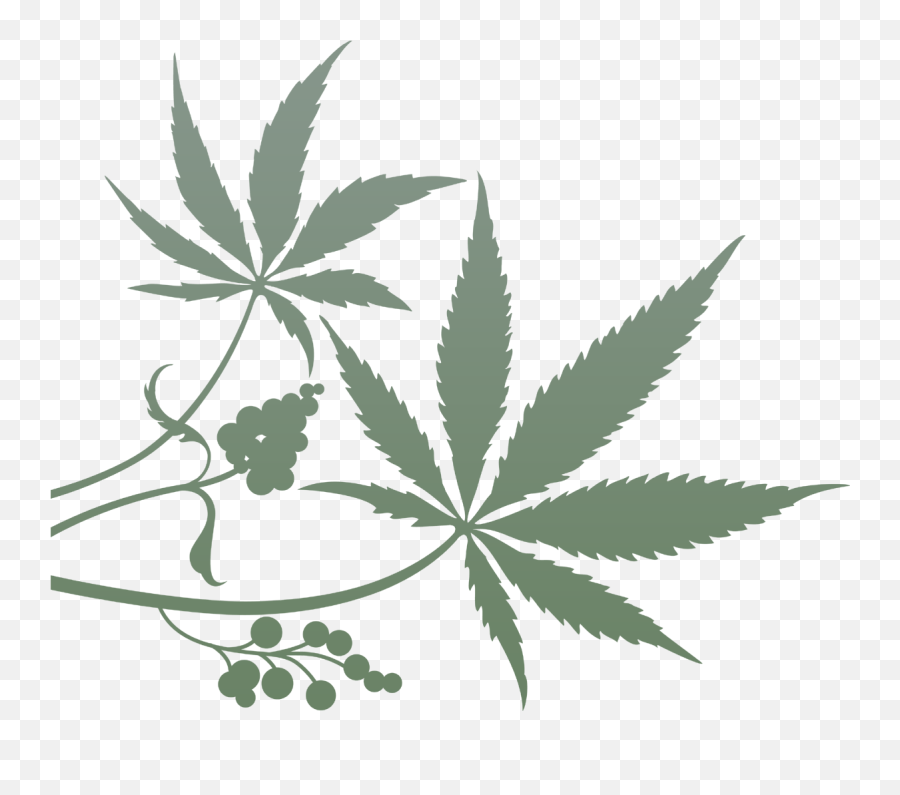 Cannabis - Plant Pot Leaf Hd Png Download Full Size Weed Leaves Png Border Emoji,Cannabis Png