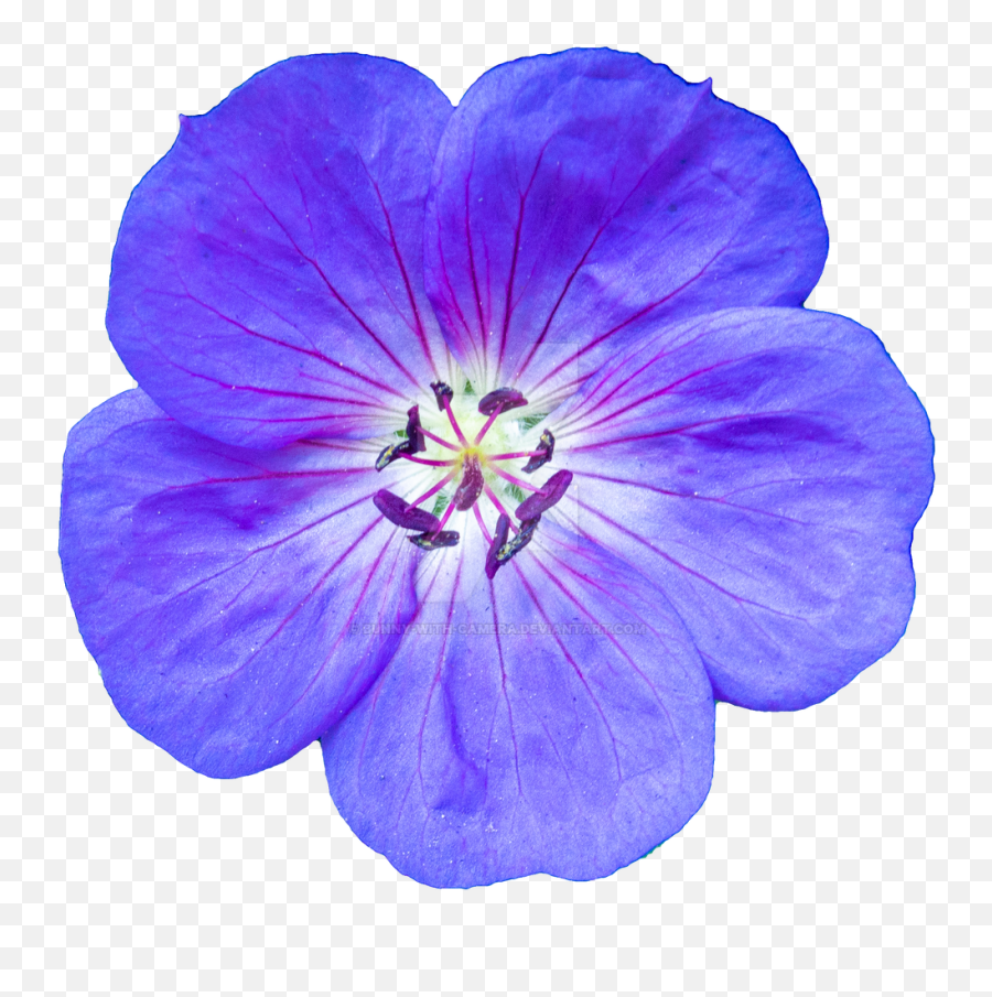 Violet Flower Png Transparent Images Png All - Purple Flower Png Emoji,Purple Flower Transparent