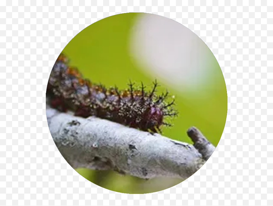 Buck Moth Caterpillar Spraying - Crescent City Tree Parasitism Emoji,Caterpillar Png