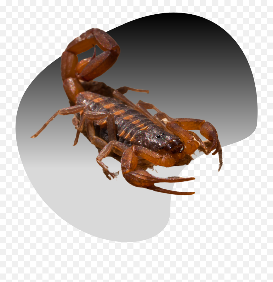 Scorpion Control U0026 Removal In Las Vegas Emoji,Scorpion Transparent