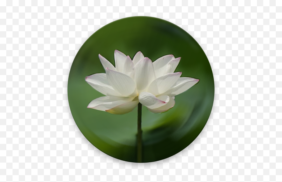 Heart Sutra U2013 Apps On Google Play Emoji,Lily Pad Flower Clipart