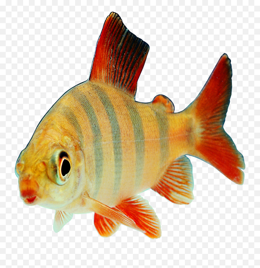 Goldfish Clipart Marine Fish Goldfish Marine Fish - Transparent Background Transparent Fish Emoji,Goldfish Clipart