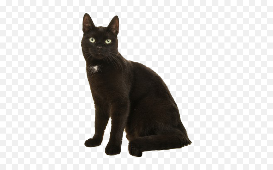 Fastest Black Cat Png Image Emoji,Cat Silhouette Transparent Background