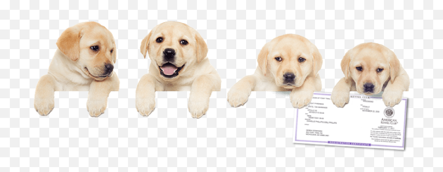Register Your Dog With The American Kennel Club - Northern Breed Group Emoji,Puppy Png