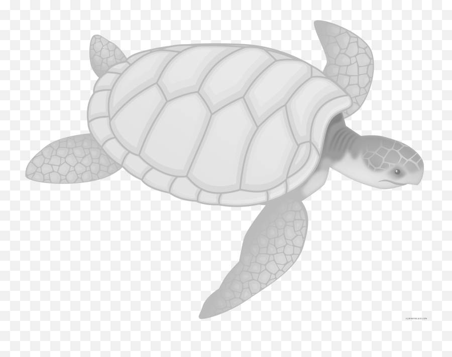 White Clipart Turtle White Turtle Transparent Free For - Transparent Background Save The Turtles Clipart Emoji,Turtle Clipart Black And White