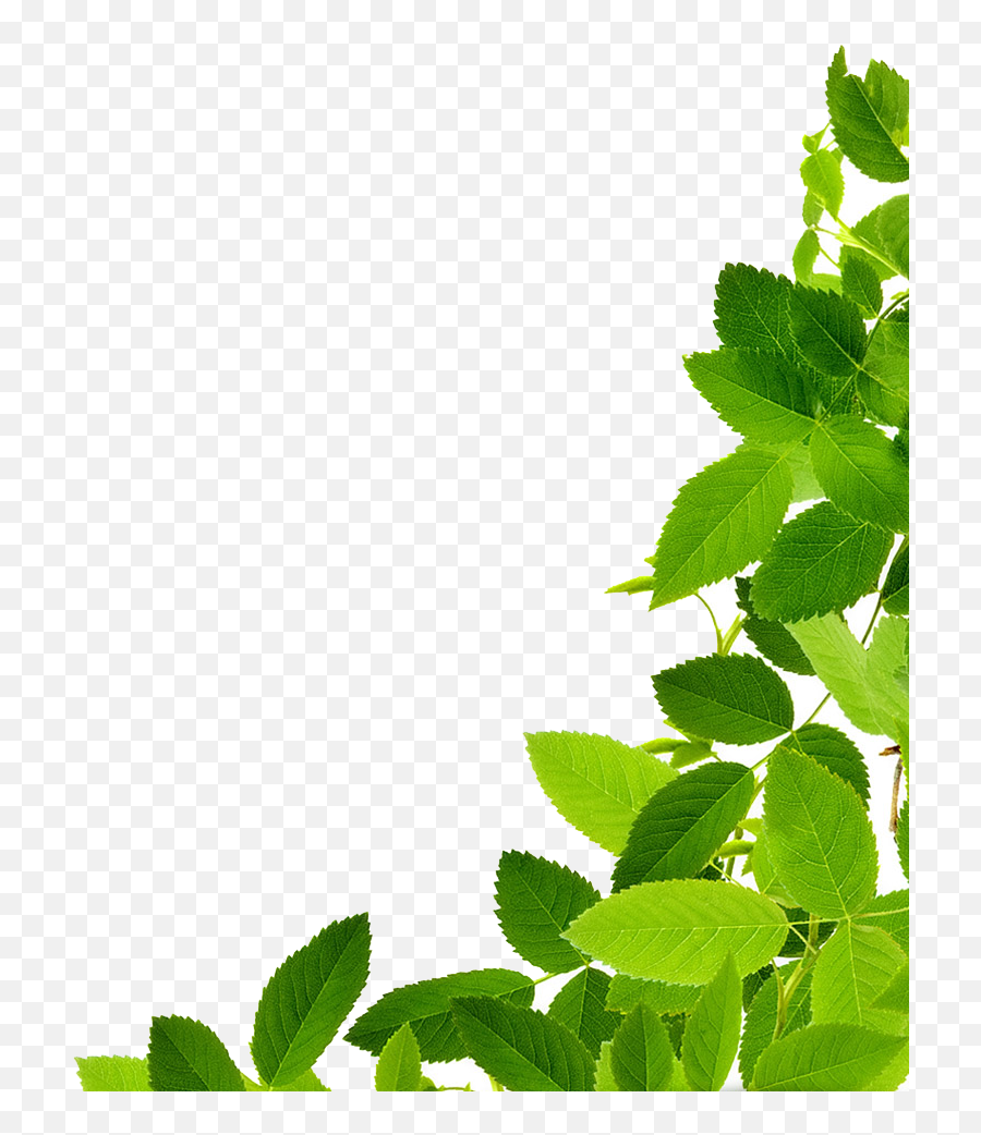 Leaves Png Clipart Hq Png Image - Plant Green Leaves Png Emoji,Leaves Png
