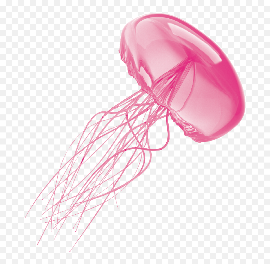 Jellyfish Png - Jelly Fish On White Background Emoji,Jellyfish Clipart