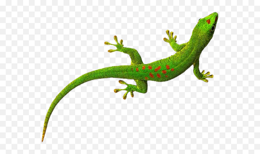 Download Leopard Gecko Clipart Butiki - Transparent Background Gecko Png Emoji,Gecko Clipart