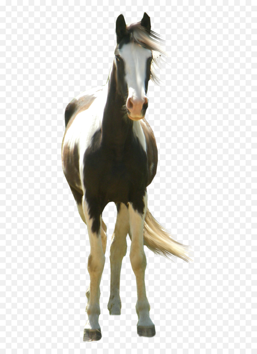 Horses - Paint Horse Transparent Transparent Png Original Horse Front View Transparent Emoji,Horses Png