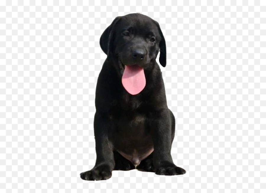 Labrador Retriever Png Transparent Images Png All - Labrador Retriever Black Png Emoji,Labrador Clipart