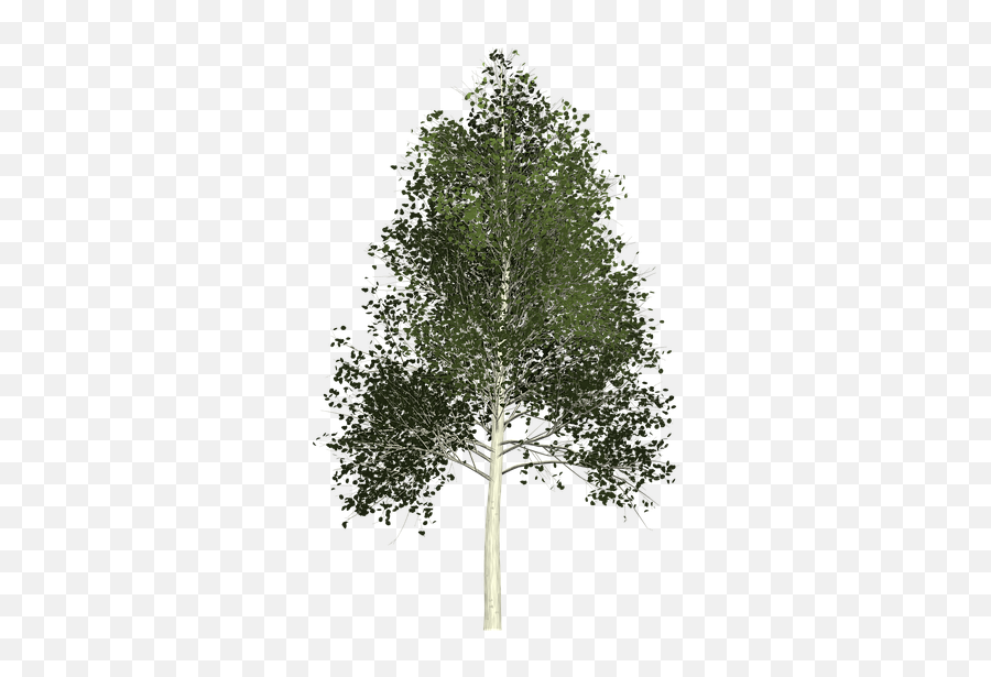 Aspen Tree Transparent Background Full Size Png Download Emoji,Trees Transparent