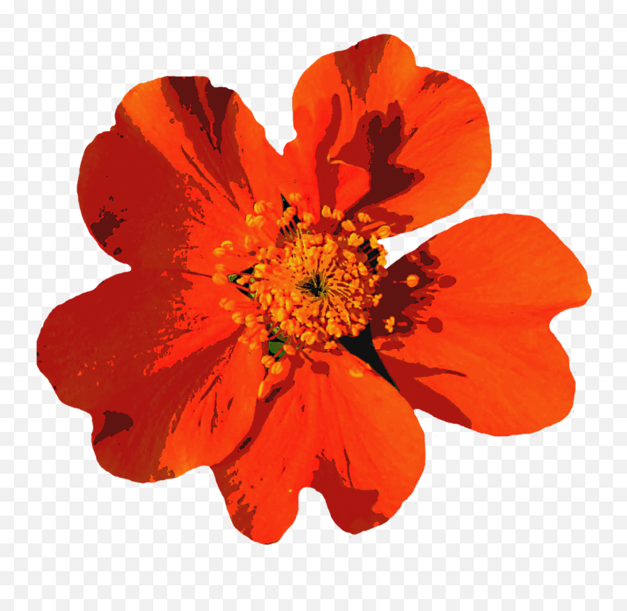 Summernatureblossombloomflower - Free Image From Needpixcom Emoji,Summer Flower Clipart