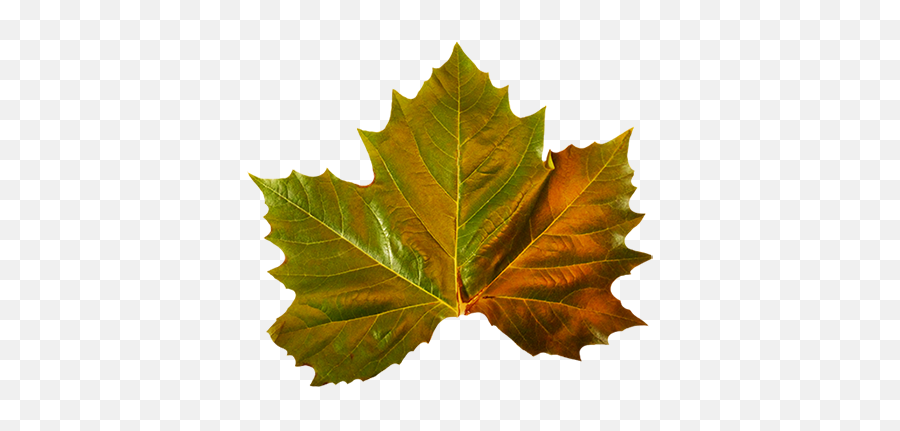 Green Fall Leaves Clip Art Transparent - Lovely Emoji,Fall Leaves Clipart
