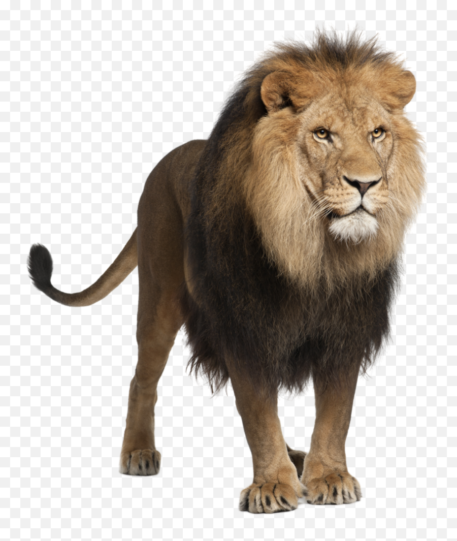Hd Lion Png Photo - Sher Png Transparent Cartoon Jingfm Lion On White Background Emoji,Lion Head Clipart