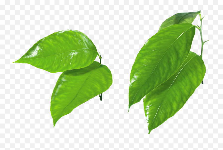 Green Leaf Png - Orange Leaf Png Emoji,Leaf Png