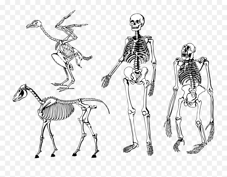 Bones Skeleton Vector Download Vector - Skeleton Human And Animal Emoji,Skeletal Clipart