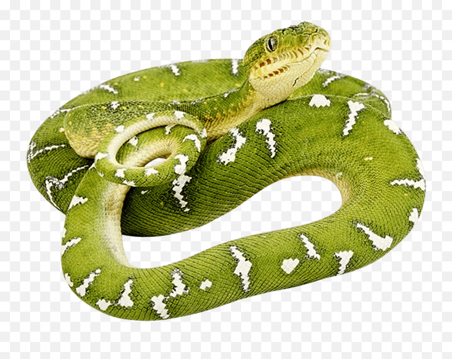 Download Green Snake Png Image - Snake Definition Emoji,Snake Png