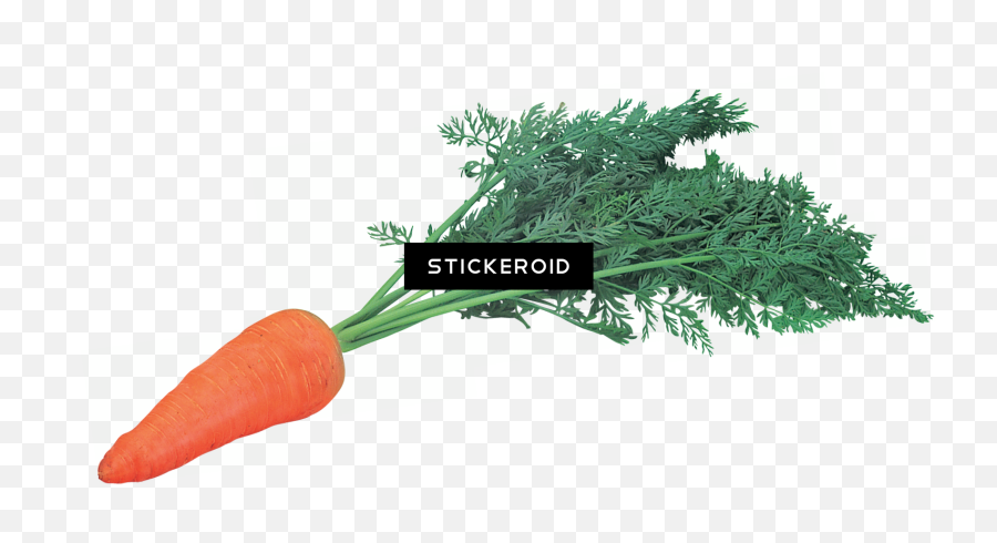 Download Hd Carrots Carrot - Carrot Transparent Png Image Portable Network Graphics Emoji,Carrot Transparent Background