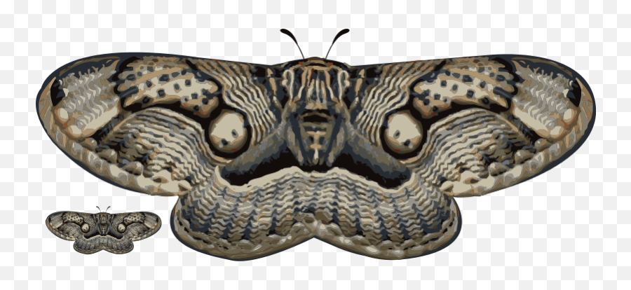 Free Clip Art - Moth Wings Transparent Png Emoji,Moth Clipart