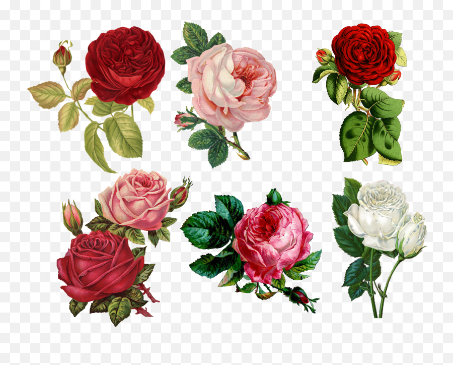 Flowers Png Hd Emoji,Vintage Roses Png