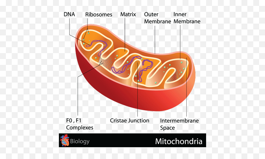 The Role Mitochondria Play In Healthy Aging And How Exercise Emoji,Golgi Apparatus Clipart