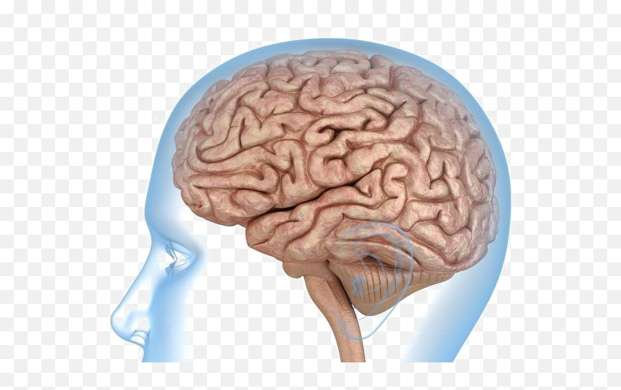 Brain Transparent Images - Human Brain Transparent Png Emoji,Brain Transparent
