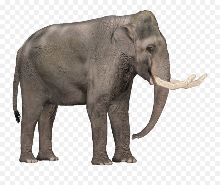 Tropical Dry Forest Animals Png Download - Indian Elephant Transparent Background Real Animals Png Emoji,Elephant Transparent Background
