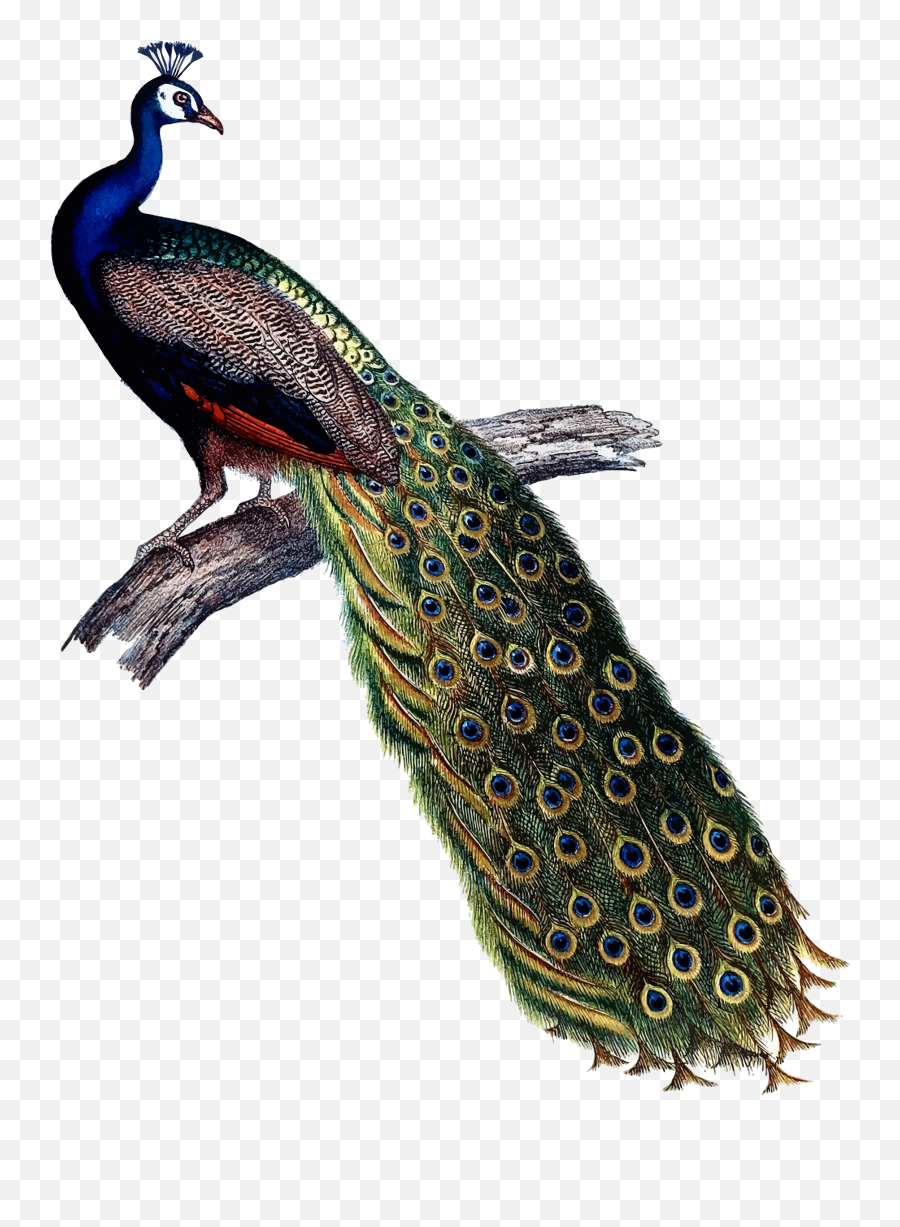 Peacock Clipart Vector Picture 1852422 Peacock Clipart Vector - Transparent Peacock Vector Png Emoji,Peacock Clipart