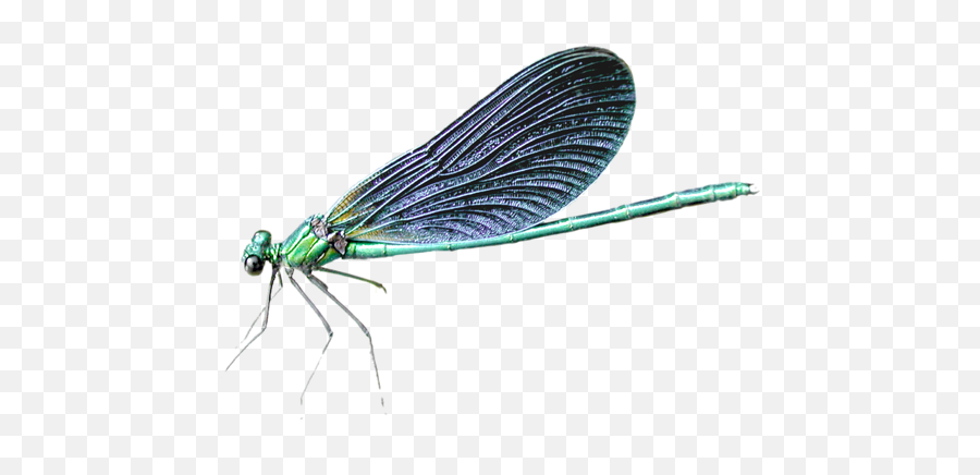 Download Dragonfly Png Transparent Png - Png Transparent Background Dragonfly Png Emoji,Dragonfly Png