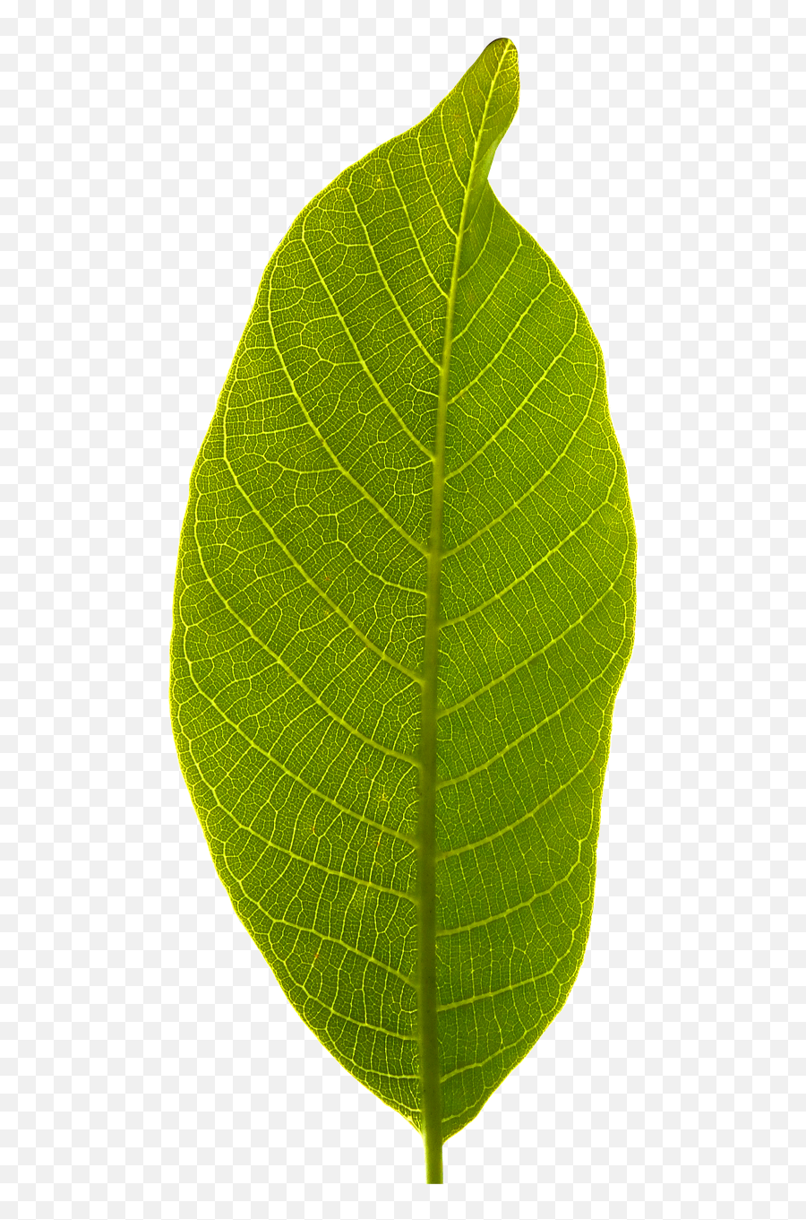 Leaf Transparent Background - Leaf Transparent Background Emoji,Leaf Transparent
