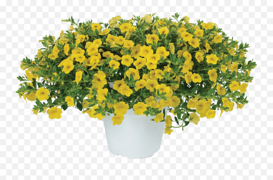 Noa Yellow - Danziger Emoji,Green And Yellow Flower Logo