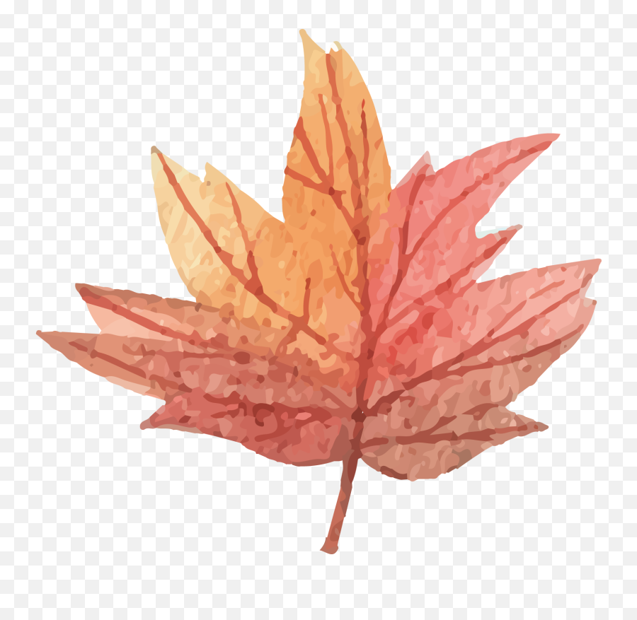 Maple Leaf - Vector Maple Leaf Png Download 16441529 Emoji,Maple Leaf Transparent Background