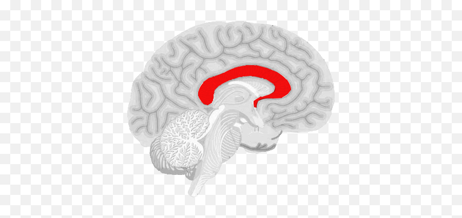 Does The Corpus Callosum Have Plasticity In Early Adulthood Emoji,Adulthood Clipart