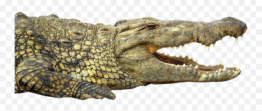 Crocodile Clipart Crocodile Mouth - Hi Res Alligator Transparent Background Emoji,Crocodile Clipart