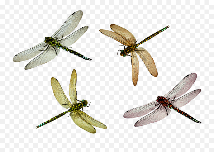 Dragonfly Png - Dragonflies Transparent Emoji,Dragonfly Png