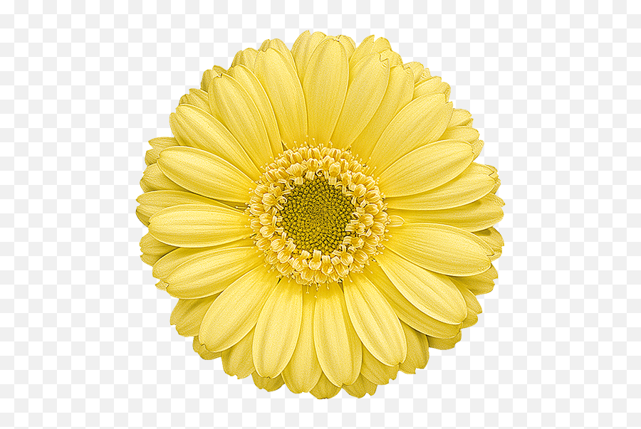 Download Florist Holland - Perks Of Being A Wallflower Wallflower Transparent Emoji,Being Transparent
