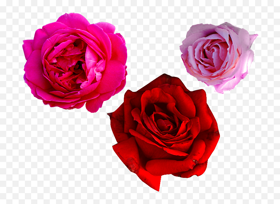 Rose Flowers Png Free Emoji,Flower Png