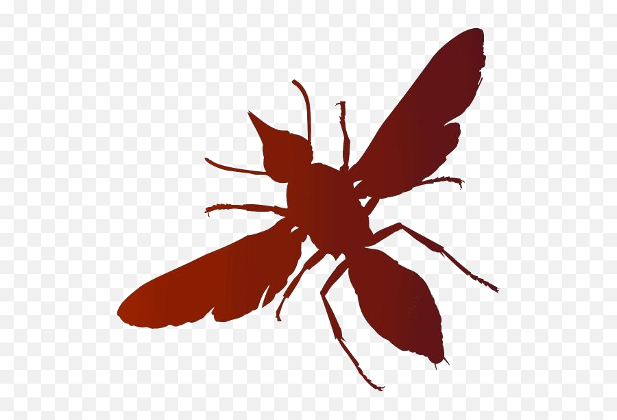 Transparent Flying Insect Clipart - Parasitism Emoji,Insect Clipart