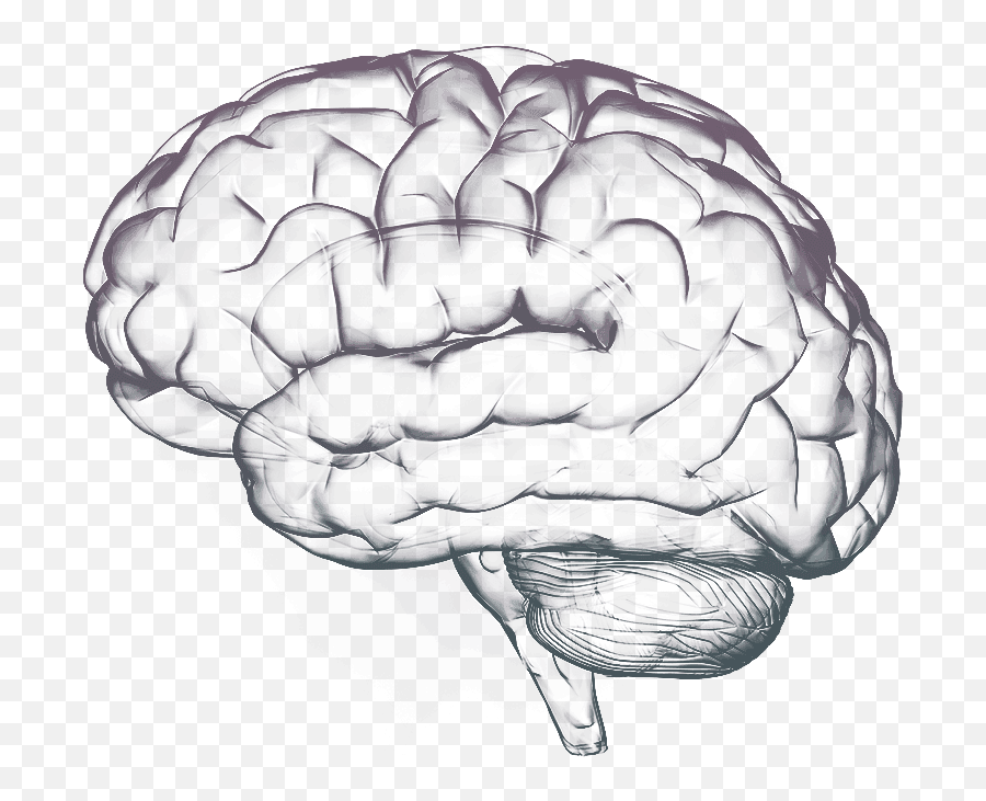 Brain Png - Transparent Brain White Png Emoji,Brain Transparent