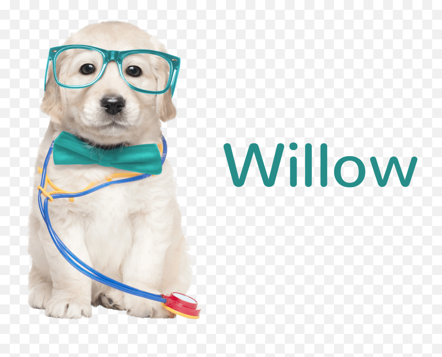 Home Willow - Telemedicine And Telemonitoring Made Easy Puppy With Stethoscope Emoji,Cute Facetime Logo