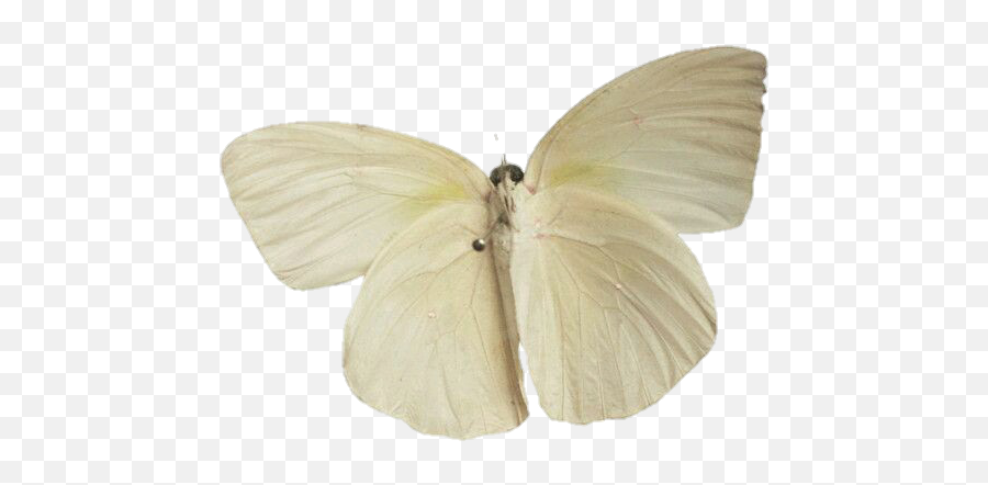 White Moth Png - Moth Png Aesthetic Emoji,Moth Png