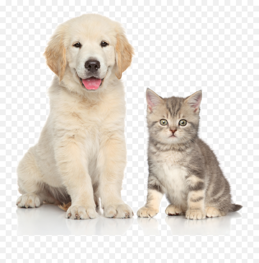Download And Sitting Pet Dog Cat Kitten Clipart Png Free Emoji,Kitten Clipart
