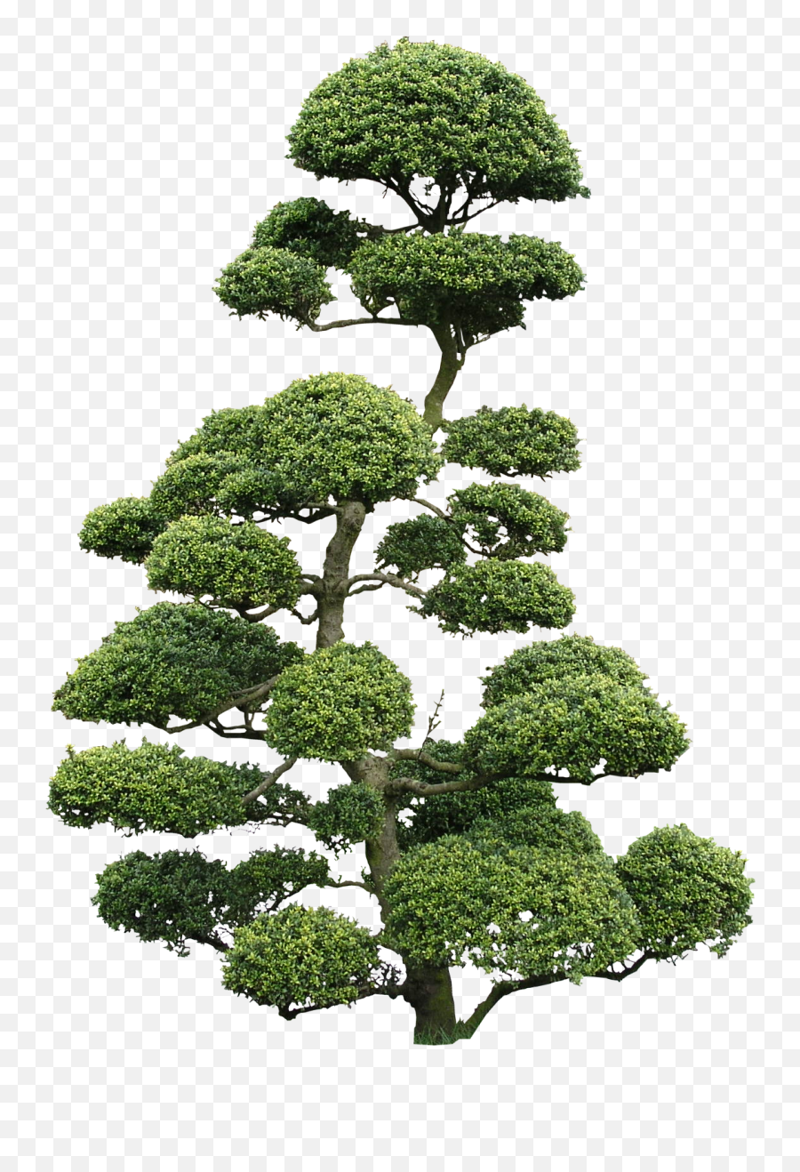 Tree Png Emoji,Green Tree Png