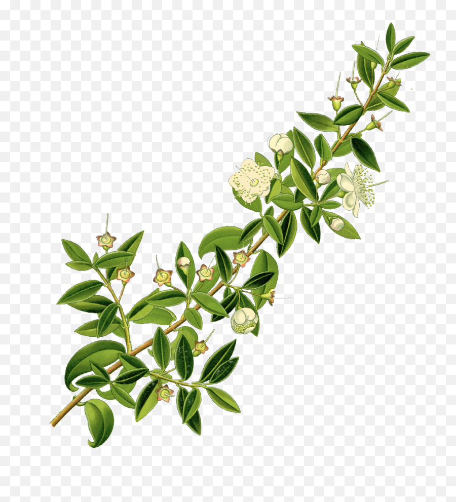 Edition 10 - For Those Who Have Ears English U2014 The Flute Emoji,Thyme Clipart
