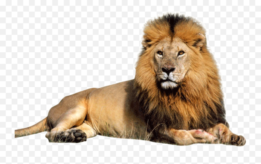Lion Png Download Transparent Lion - Lion Without Background Emoji,Lion Clipart