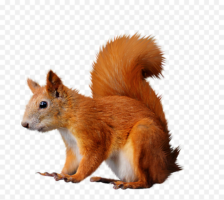 Squirrel Png - Squirrel Clipart Emoji,Squirrel Png