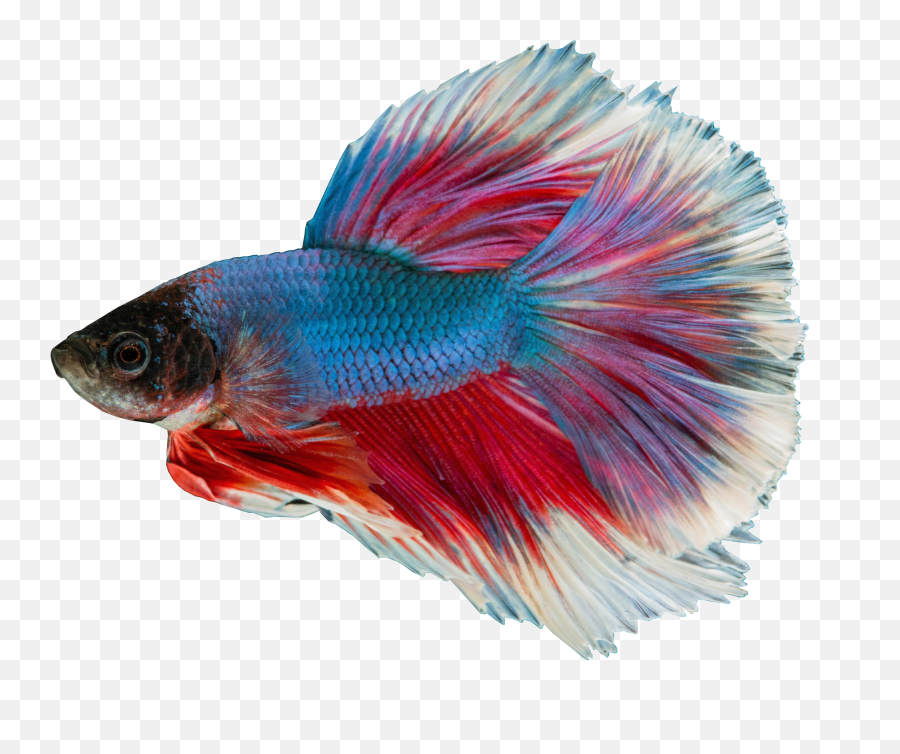 Free Animals Photos Siamese Fighting Fish Blue Transparent - Guppys Png Emoji,Fish Transparent Background