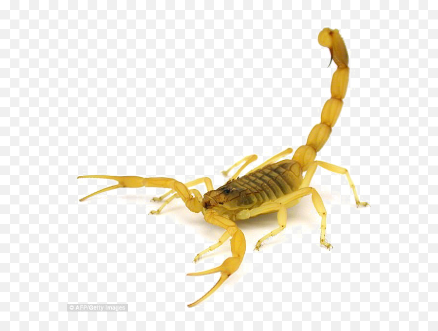 Poisonous Scorpion Png Transparent - Most Venomous Scorpion Emoji,Scorpion Png