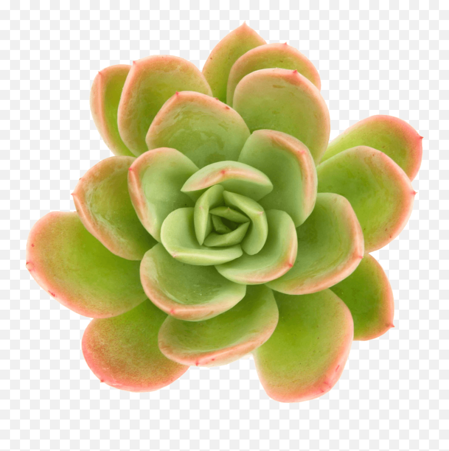 Echeveria Yamatoren - Succulent With Flower Png Emoji,Succulent Png